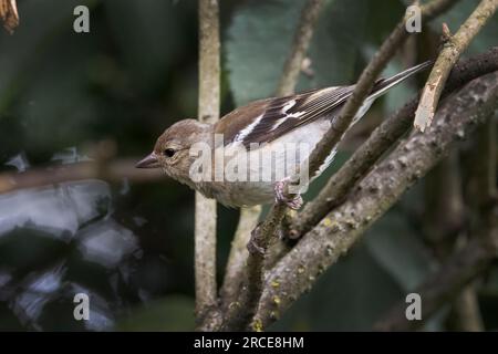 Weiblicher Chaffinch nicht so aufmüpfig wie das Männchen auf dem Zweig, das fliegen wird Stockfoto