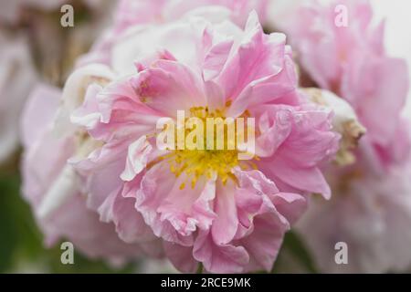 Blassrosa Sommerdamask Rosa Celsiana im britischen Garten Juni Stockfoto