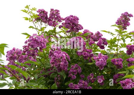 Violette, sommerliche, mehrflorige Rosen Rosa Rose-Marie Viaud im britischen Garten Juni Stockfoto