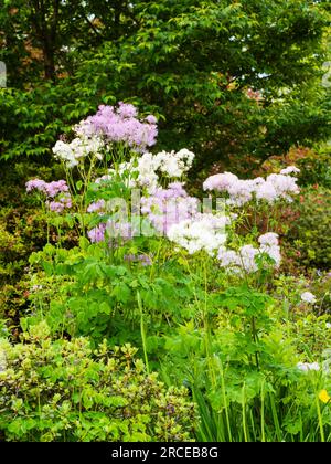 Mauve Arten und Formen weiß "Album" der Wiese rue, Thalictrum aquilegifolium, mischen sie sich in einer frühen Sommer Anordnung Stockfoto