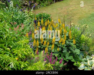 Gelb blühende Stacheln harter, mehrjähriger Ligularia przewalskii „The Rocket“ dominieren eine Grenze am Garden House in Devon, Großbritannien Stockfoto