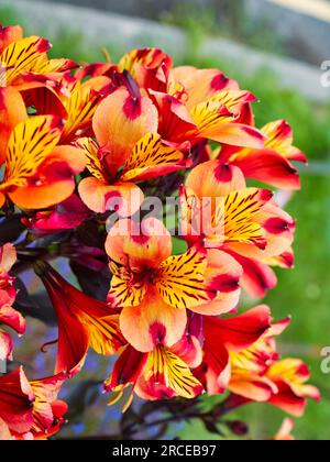 Leuchtend orange-gelbe Blüten der dunkelblättrigen peruanischen Lilie, Alstroemeria „Indischer Sommer“ Stockfoto