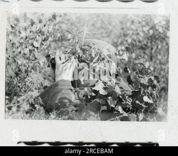 SS-Fotograf Eines Norwegische SS 1943 Feldausbildung, Einberufungszeremonie, Winterszenen mit Soldaten im Dorf Bilder, die die Frontaktivitäten der Waffen-SS-Einheiten an der westlichen und östlichen Front, einschließlich Polen, Frankreich, Balkan, Italien, darstellen Und Russland sowie Trainingsübungen, Porträts von Einzelpersonen und Gruppenansichten und Szenen von Städten und der lokalen Bevölkerung. Stockfoto