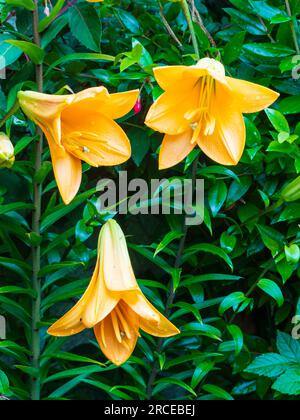 Duftende, gelbe Sommerblumen der Trompetenlilie, Lilium „African Queen“ Stockfoto