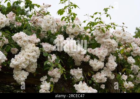 Weiße Sommerblumen von Rosa Adelaide D'Orleans im britischen Garten Juni Stockfoto