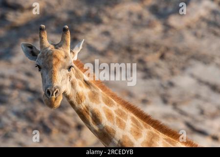 Wüstenadaptierte Giraffe Hoanib Skeleton Coast in Namibia, Afrika. Stockfoto