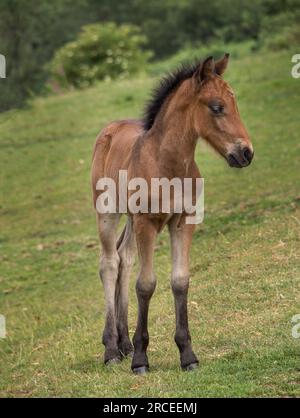 Dartmoor-Pony-Fohlen in der Nahaufnahme. Stockfoto