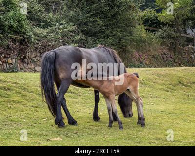 Dartmoor-Pferdestute mit Fohlen saugen. Stockfoto