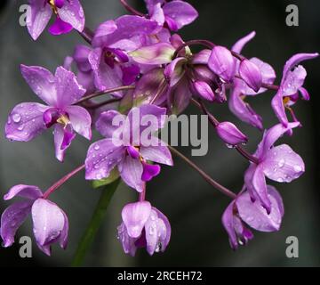 Spathoglottis plicata Calgary Zoo Alberta Stockfoto