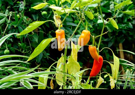 Paprika wachsen in einem Gewächshaus Stockfoto