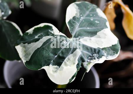 Albomarginata, Araceae oder Schott oder Xanthosoma sagittifolium oder XANTHOSOMA oder Mickey Mouse Plant und Regentropfen Stockfoto