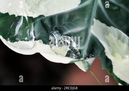 Albomarginata, Araceae oder Schott oder Xanthosoma sagittifolium oder XANTHOSOMA oder Mickey Mouse Plant und Regentropfen Stockfoto