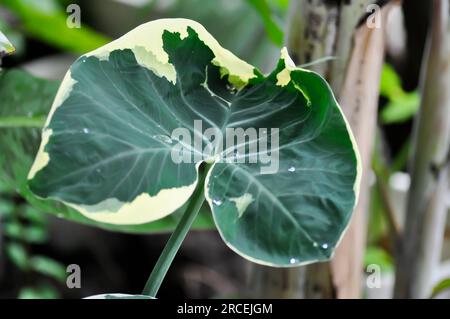 Albomarginata, Araceae oder Schott oder Xanthosoma sagittifolium oder XANTHOSOMA oder Mickey Mouse Plant und Regentropfen Stockfoto