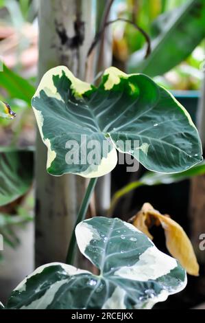 Albomarginata, Araceae oder Schott oder Xanthosoma sagittifolium oder XANTHOSOMA oder Mickey Mouse Plant und Regentropfen Stockfoto