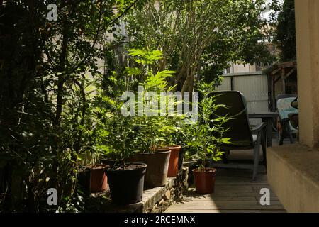 Cannabispflanzen wachsen in einem sonnigen Garten Stockfoto