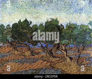 Olive Grove 1889; Saint-rémy-de-provence, Frankreich, von Vincent van Gogh Stockfoto