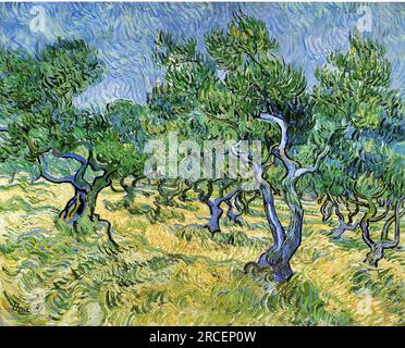 Olive Grove 1889; Saint-rémy-de-provence, Frankreich, von Vincent van Gogh Stockfoto