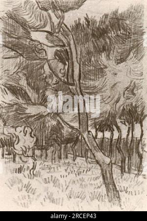 Kiefern im Garten des Asyls 1889; Saint-rémy-de-provence, Frankreich, von Vincent van Gogh Stockfoto