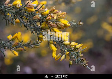Die gelben Blumen von Ulex, gemeinhin als Gorse, Furze oder Whine bekannt, sind die Gattung der blühenden Pflanzen der Familie Fabaceae. Stockfoto