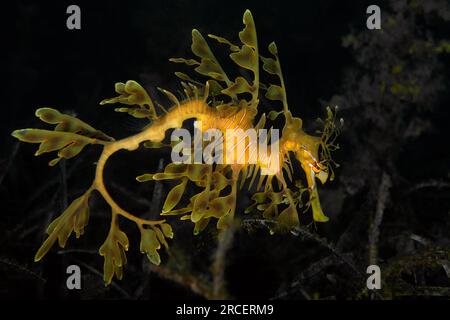 Leafy Sea Dragon, Phycodurus eques Stockfoto