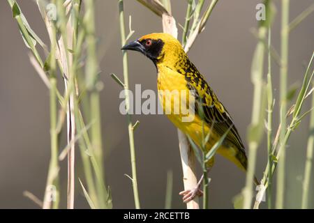 Dorf Weaver Stockfoto