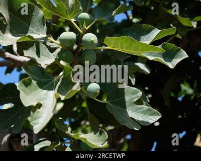 Feigen auf Feigenbaum, Ficus Carica. Provinz Málaga, Spanien. Stockfoto