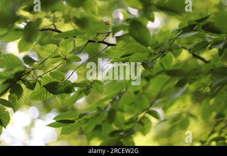 Grüne Blätter auf dem Buchenbaum Stockfoto