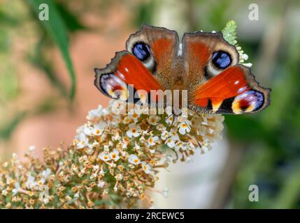 peacock-Schmetterling auf einem Blumenmakro-Shot Stockfoto