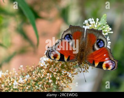 peacock-Schmetterling auf einer sommerlichen Fliederblume Stockfoto