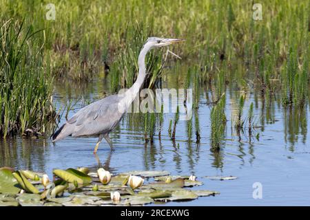 Grey Heron (Ardea cinerea) vor einem grünen Hintergrund mit gewöhnlichem Stutenschwanz, Stodmarsh National Nature Reserve, Kent, Vereinigtes Königreich. Stockfoto