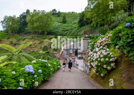 Nordeste, Azoren - 07.09.2019: Touristen betreten den botanischen Garten von Ribeira do Guilherme mit Hortensien an den Seiten. Insel São Miguel Stockfoto