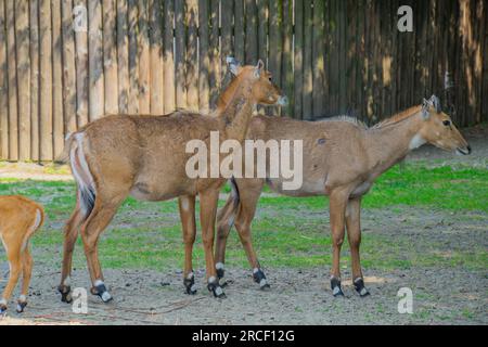 Im Käfig des Zoos leben die Erdlinge oder Taurotragus oryx, auch bekannt als Südland oder Antilope Stockfoto