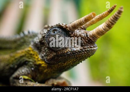 Jacksons Chamäleon, auch bekannt als Jackson's Horned Chamäleon, das dreihörnige Chamäleon und das dreihörnige Kikuyu Chamäleon, ist eine Spezies Stockfoto