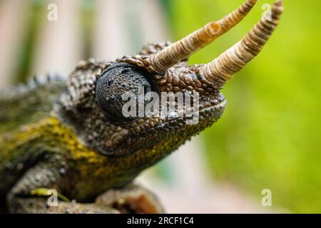 Jacksons Chamäleon, auch bekannt als Jackson's Horned Chamäleon, das dreihörnige Chamäleon und das dreihörnige Kikuyu Chamäleon, ist eine Spezies Stockfoto