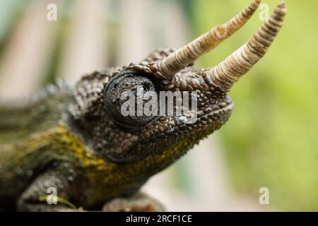 Jacksons Chamäleon, auch bekannt als Jackson's Horned Chamäleon, das dreihörnige Chamäleon und das dreihörnige Kikuyu Chamäleon, ist eine Spezies Stockfoto