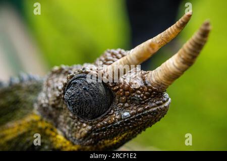 Jacksons Chamäleon, auch bekannt als Jackson's Horned Chamäleon, das dreihörnige Chamäleon und das dreihörnige Kikuyu Chamäleon, ist eine Spezies Stockfoto