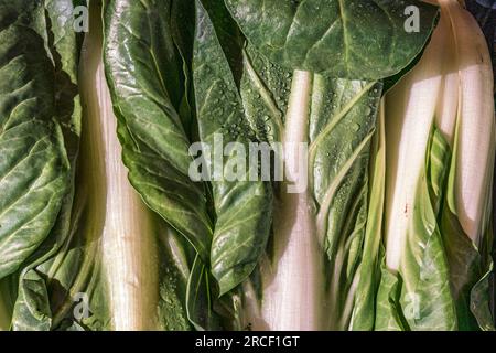 Chioggia Stockfoto