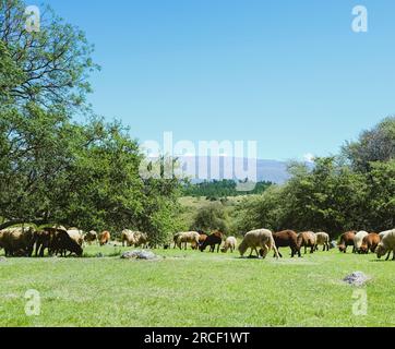 Gratis Happy Herd Von Schafen, Die Gras In Den Ruhigen Bergen Essen. Bäume, Hügel, blauer Sommerhimmel, grünes Gras, Bergwiesen Stockfoto