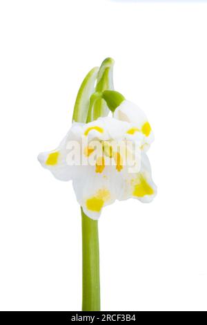 Schneeglöckchen Blume isoliert auf weißem Hintergrund Stockfoto