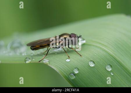 Natürliche Nahaufnahme auf dem kurzen Melanostoma Mellinum oder variable Dämmerungsfliege auf einem grünen Blatt Stockfoto