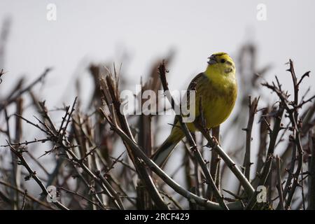 Ein singender Yellowhammer (emberiza citrinella) in einer Schwarzdornhecke, Cambridgeshire, Großbritannien Stockfoto