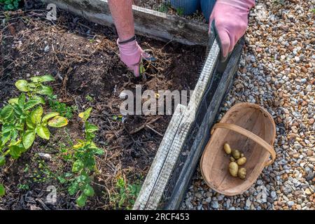 Eine Frau, die Charlotte-Kartoffeln in ihrem Gemüsegarten ausgräbt. Stockfoto