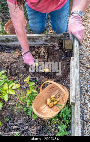 Eine Frau, die Charlotte-Kartoffeln in ihrem Gemüsegarten ausgräbt. Stockfoto