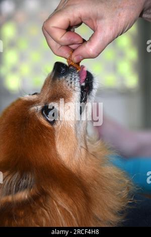 Pommern streckt seine Zunge aus, um von seiner Besitzerhand ein Hundegeschenk zu erhalten. Nahaufnahme zeigt die Hand des Besitzers und den Chef von pommern. Stockfoto