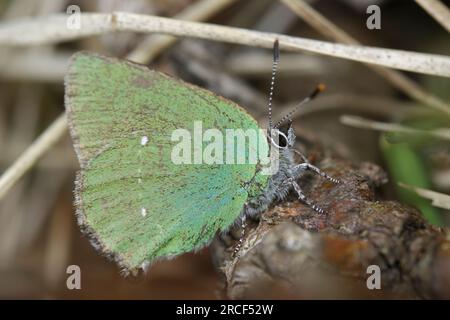 Natürliche Nahaufnahme auf dem kleinen grünen Haarsträhnen-Schmetterling, Callophrys rubi, der mit geschlossenen Flügeln auf dem Boden sitzt Stockfoto