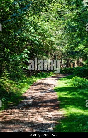 Wunderschönes Landschaftsfoto im Park von London Stockfoto