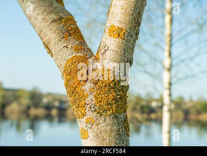 Sonnendurchfluteter Baumstamm mit orangefarbener Flechte bedeckt. Stockfoto