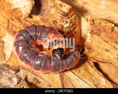 Holzwurmraupe (lat. Cossus cossus) nagt durch einen Baumstamm Stockfoto