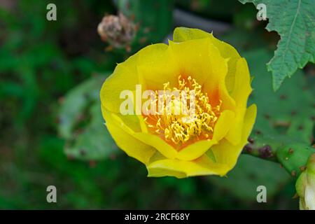 Leuchtend gelbe Blüten der östlichen Stachelbirne (Opuntia Humifusa), weithin bekannt als Teufelszunge und Indische Figur -03 Stockfoto