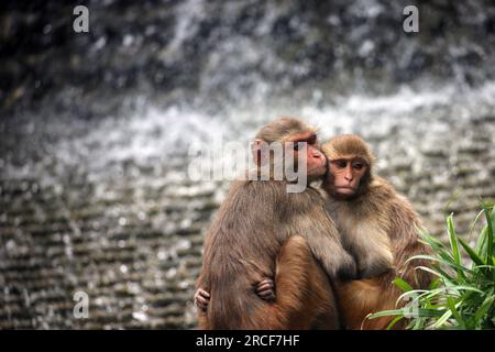 Kathmandu, Bagmati, Nepal. 14. Juli 2023. Affen kuscheln sich an den Räumlichkeiten von Swayambhu, allgemein bekannt als Affentempel in Kathmandu. (Kreditbild: © Sunil Sharma/ZUMA Press Wire) NUR REDAKTIONELLE VERWENDUNG! Nicht für den kommerziellen GEBRAUCH! Stockfoto